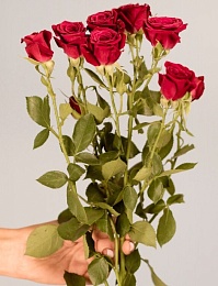 Букет из 7 красных роз