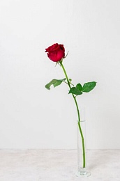 Одна роза